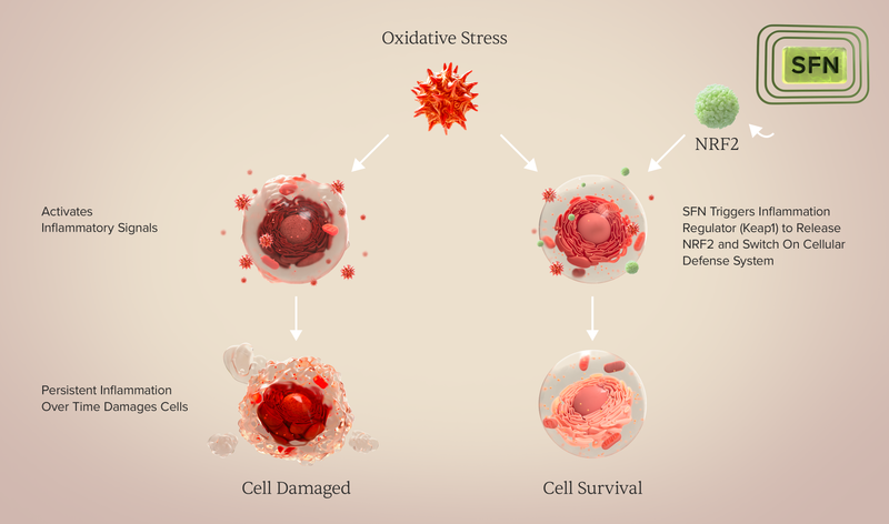Oxidative stress infographic showing SFN activating NRF2 to support cell survival instead of cell damage
