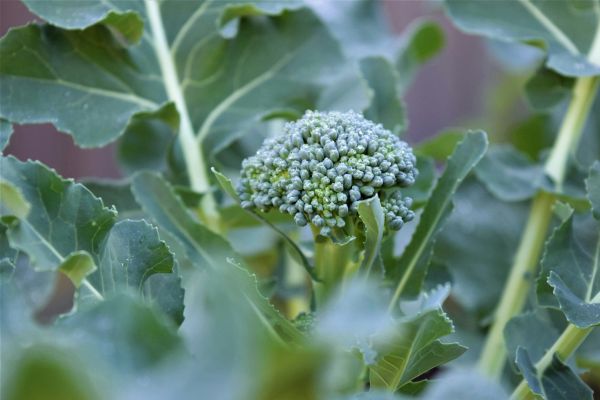 sulforaphane benefits | Broc Shot sulforaphane benefits 