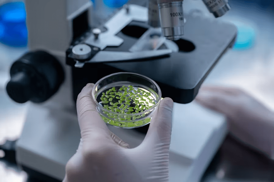 Gloved hands holding a petri dish of small green plant samples under a microscope in a laboratory.
