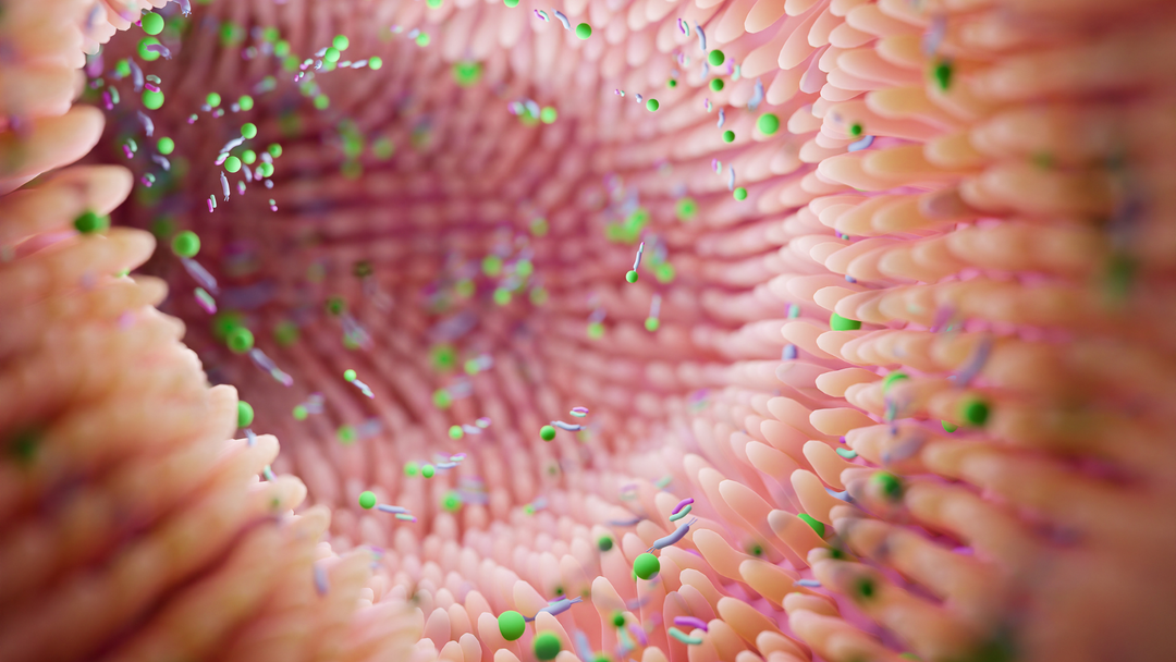 How to Improve Gut Health Naturally by Supporting the Gut Barrier - BROC SHOT