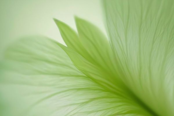 Broc shot Supplements for Cognitive Function and Brain Cellular Health