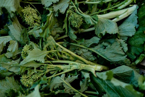 sulforaphane powder | Broc Shot Sulforaphane Powder