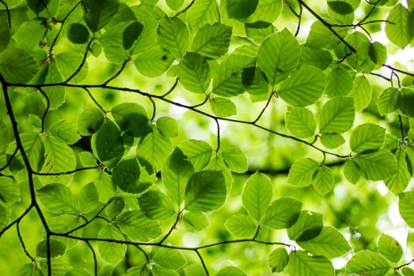 broc shot for Oxidative Stress and Cognitive Function