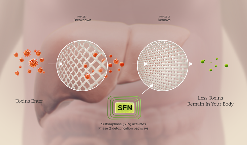 Detoxification diagram showing sulforaphane activates phase two pathways to remove toxins