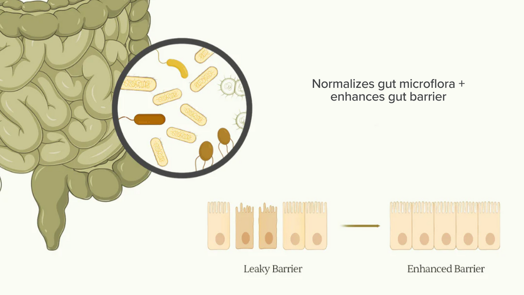 Diagram showing normalized gut microflora and enhanced gut barrier, with magnified bacteria shifting from leaky to intact