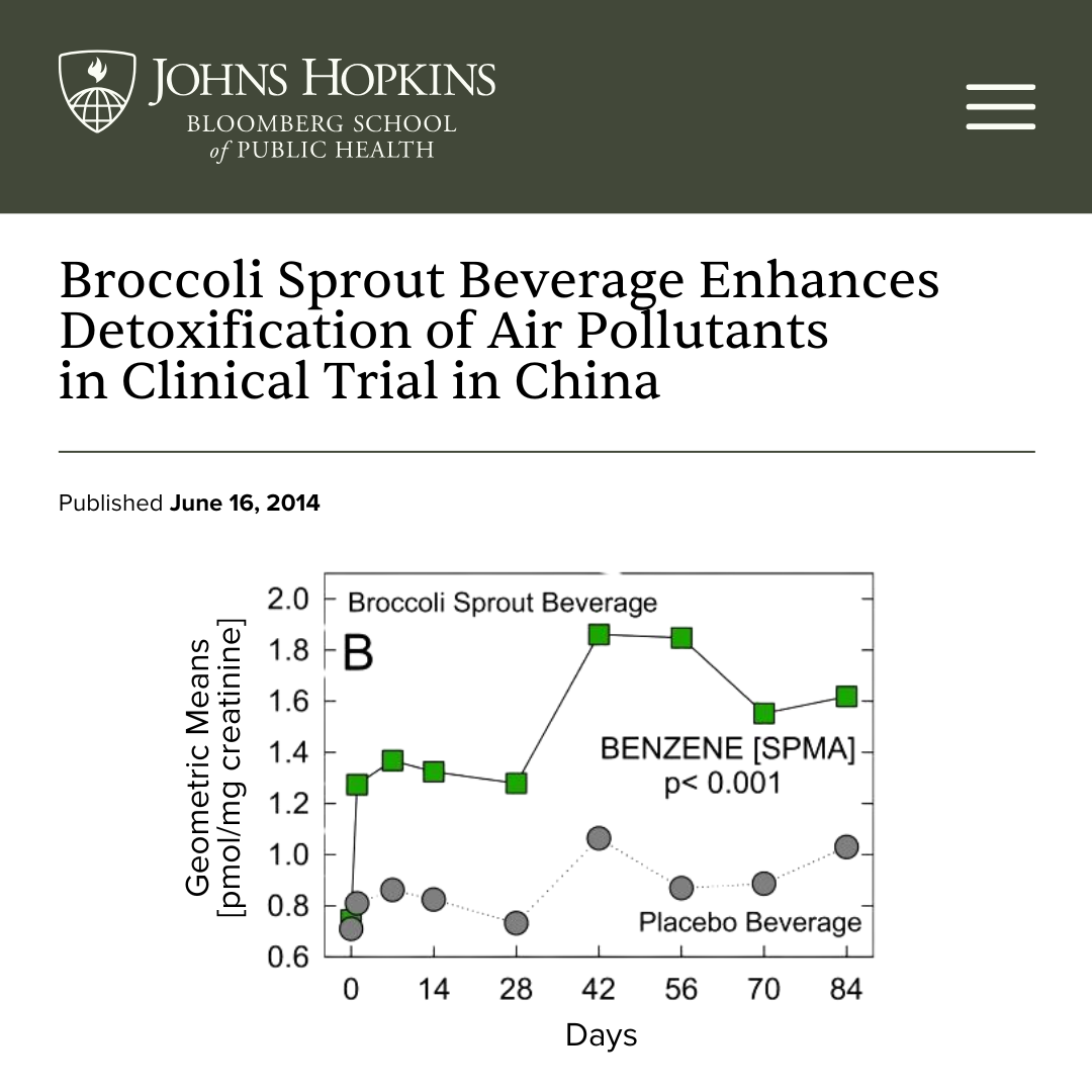 Line chart showing broccoli sprout beverage increases urinary benzene metabolite (SPMA) vs placebo over 84 days (p<0.001)