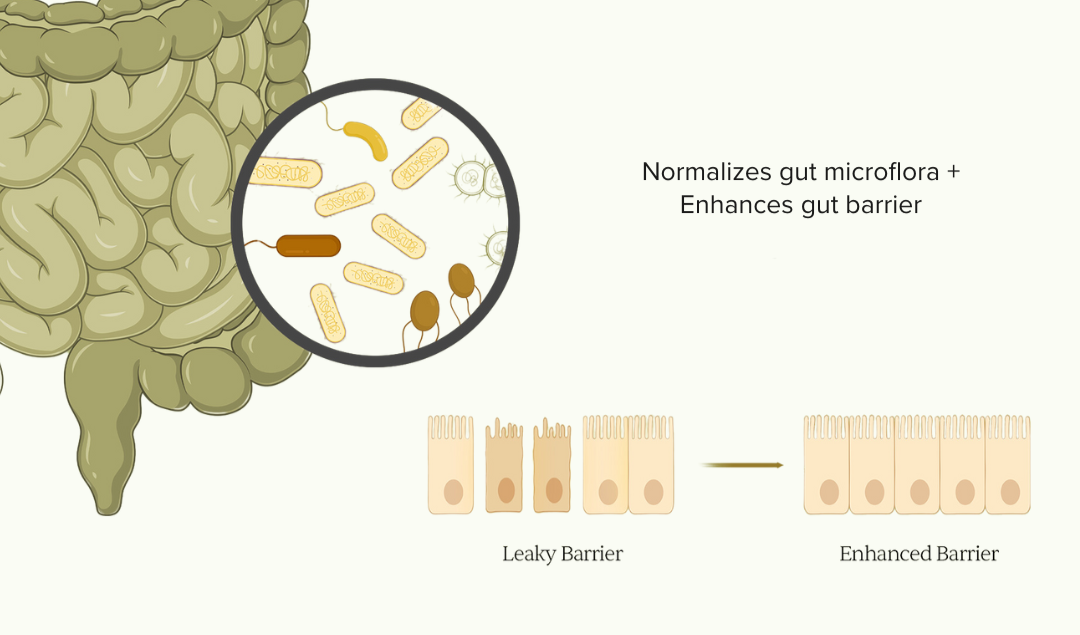 Colon with magnified bacteria; 'Normalizes gut microflora + Enhances gut barrier; Leaky Barrier → Enhanced Barrier'