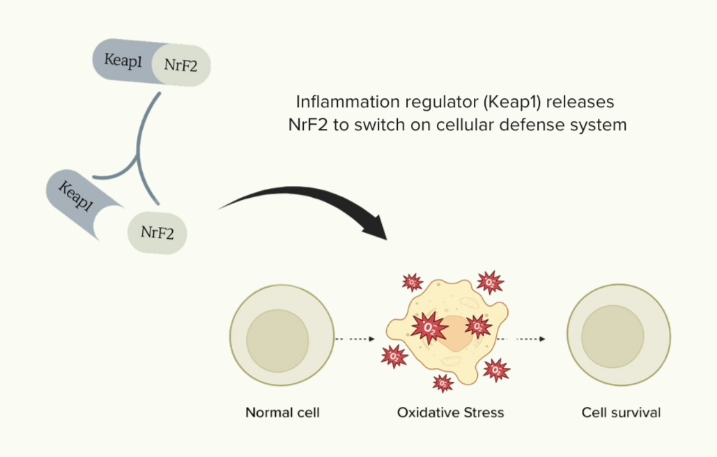 Keap1 NrF2. Inflammation regulator (Keap1) releases NrF2 to switch on cellular defense system. Normal cell → Oxidative Stress → Cell survival. O2